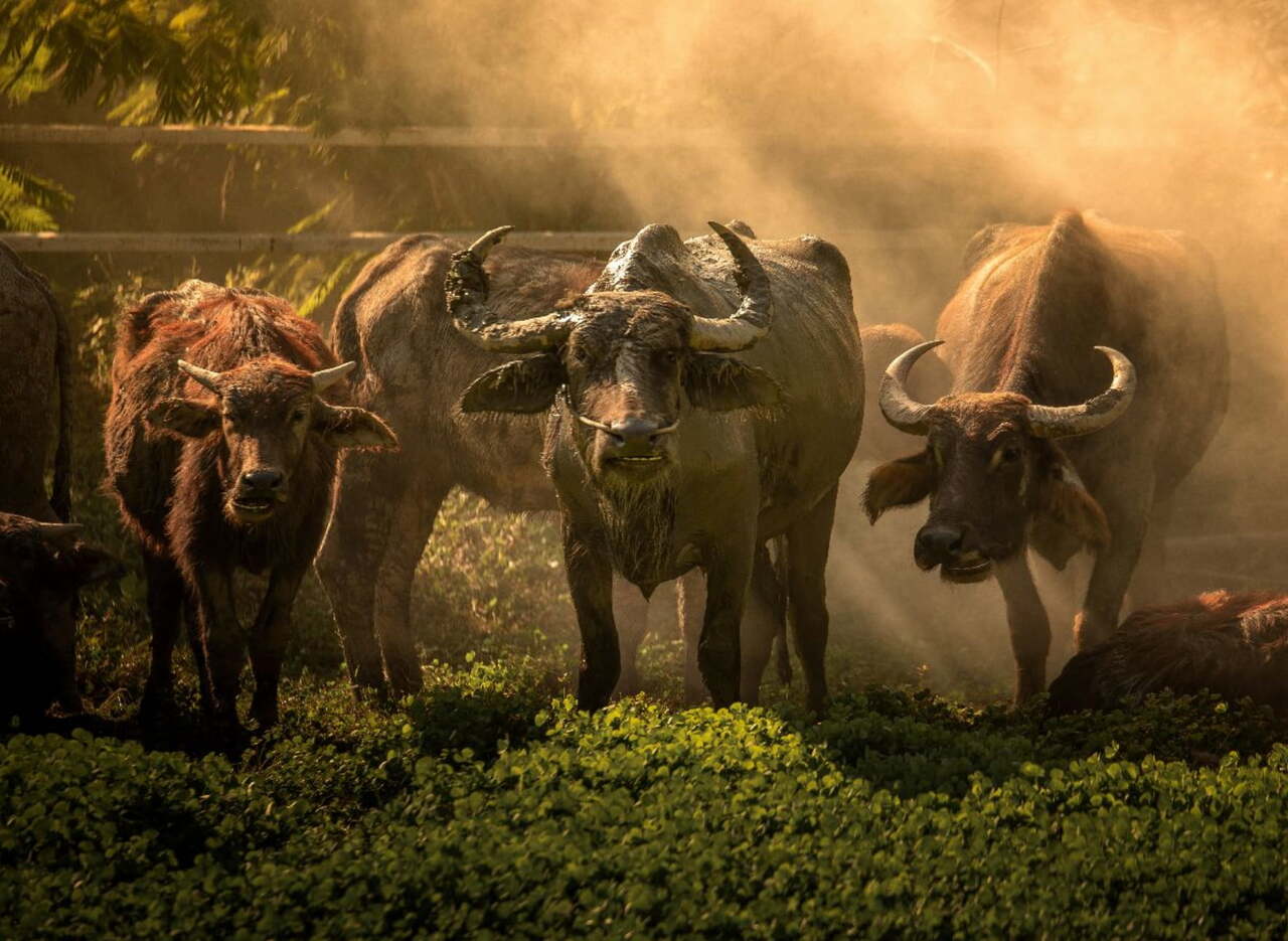 Three Sumbanese buffaloes in a field