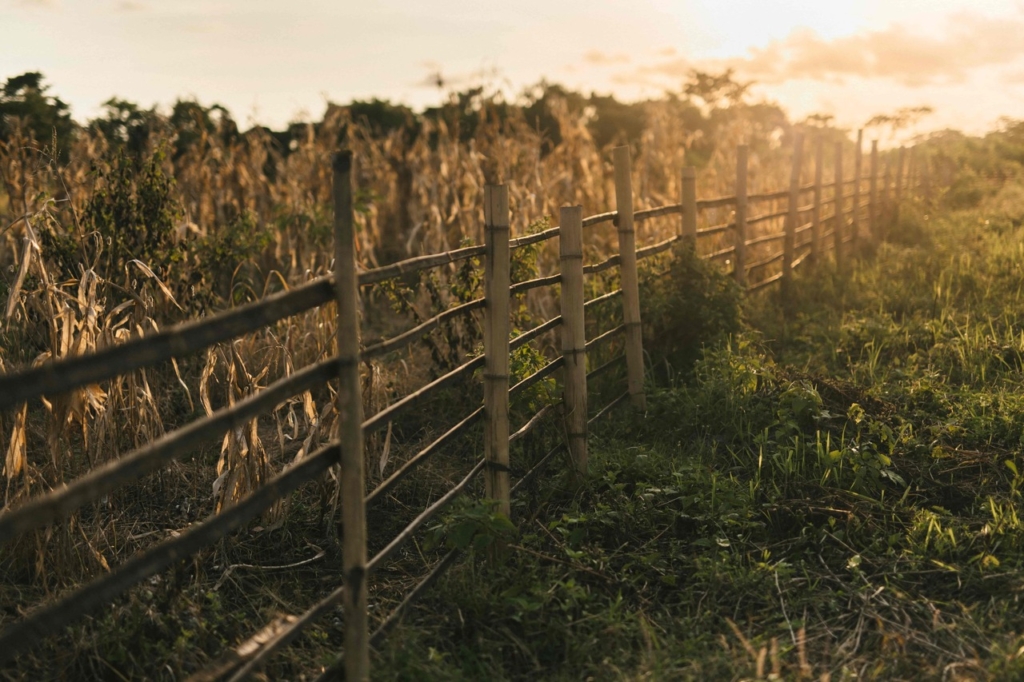 CapKaroso-farm-fence-corn-sunset