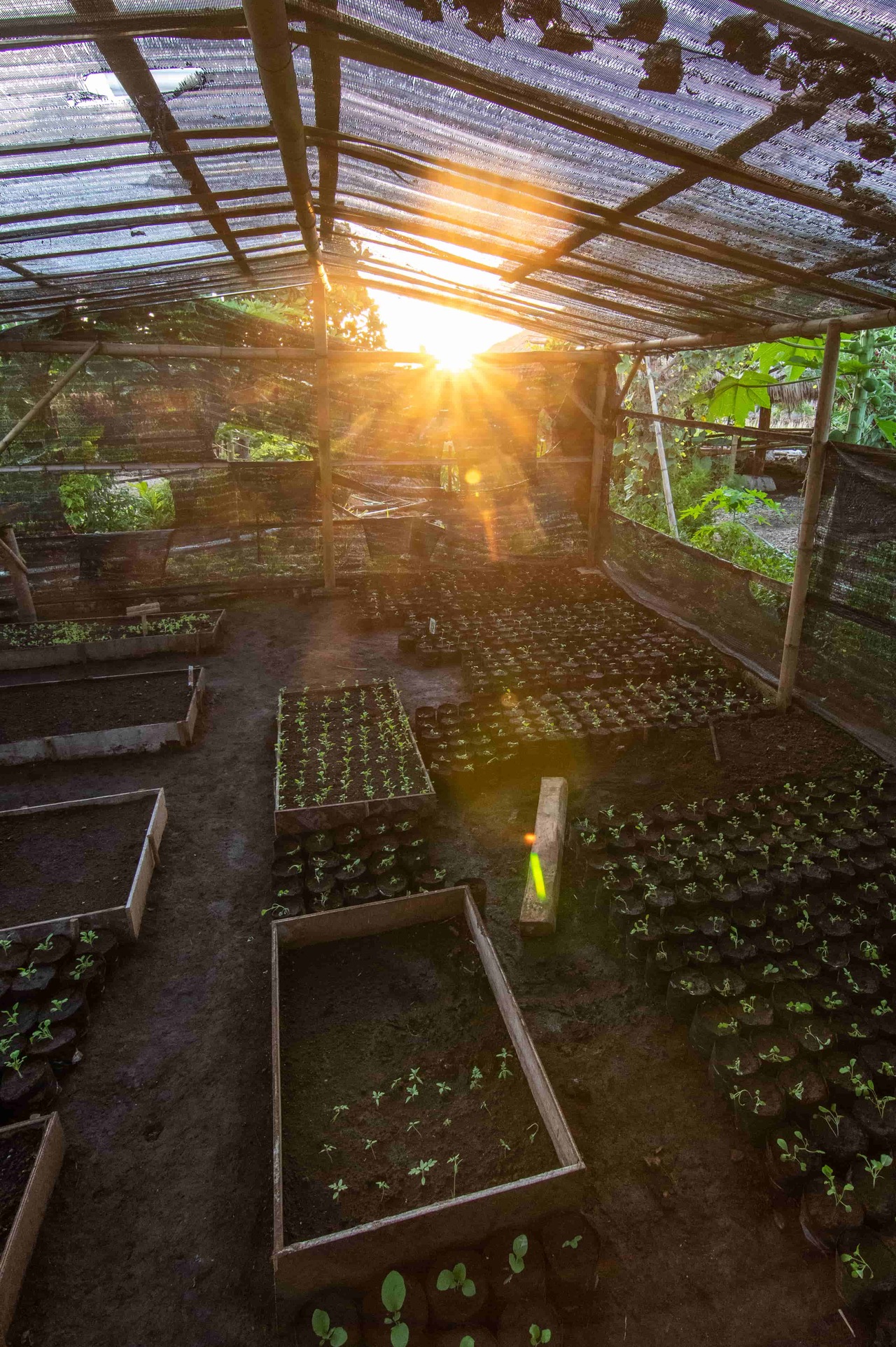 Interior of farm's greenhouse