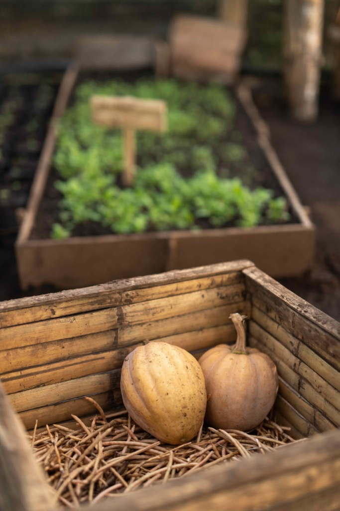 CapKaroso-farm-pumpkins-crops