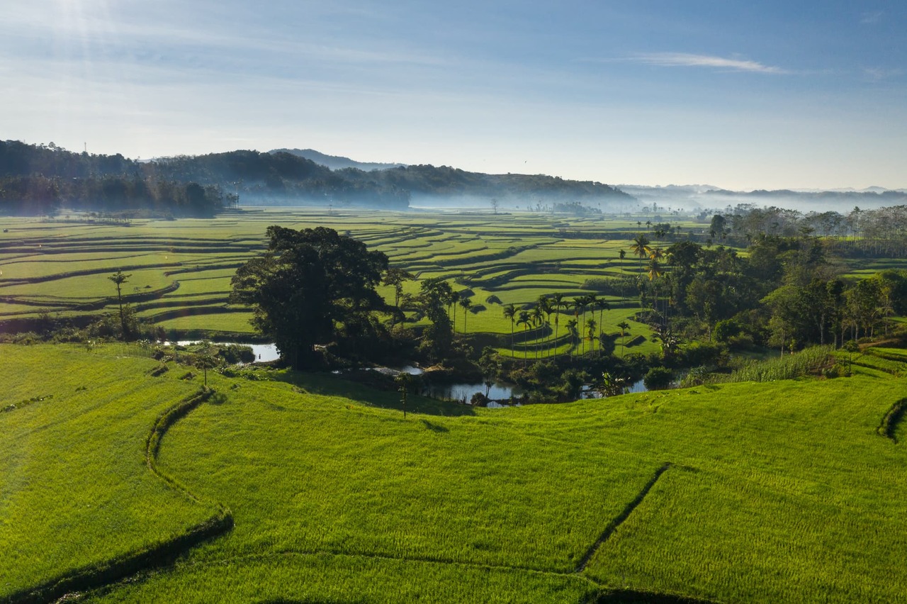 Rice terrace with oasis