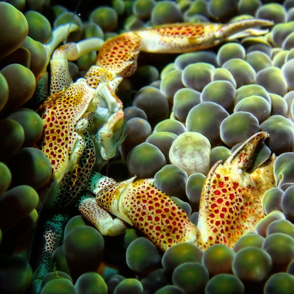 Sumba-crab